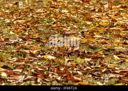Green grass covered with colorful fallen autumn leaves. Stock Photo