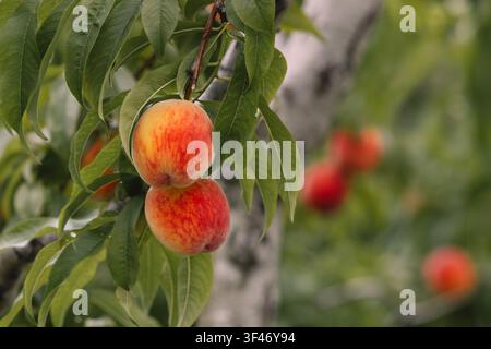 Ripe peaches (Prunus persica) on branches in an orchard at Niagara-on-the-Lake, Ontario, Canada. Stock Photo