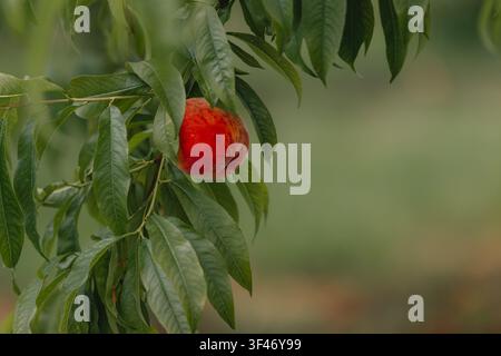 Ripe peaches (Prunus persica) on branches in an orchard at Niagara-on-the-Lake, Ontario, Canada. Stock Photo