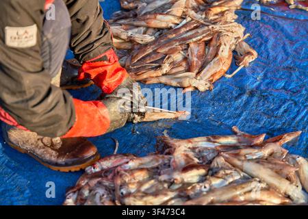 Market worker in red/black gloves uses scissors for common squid cleaning on blue tarp at outdoor seafood market Stock Photo