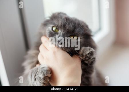 Grumpy gray Scottish Fold cat biting a human hand near a window with soft natural light. Playful aggression, domestic pet behavior, funny cat attitude Stock Photo