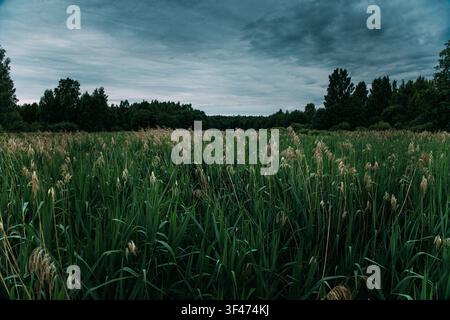 Vast Green Reed Field Under A Dramatic Stormy Sky Stock Photo