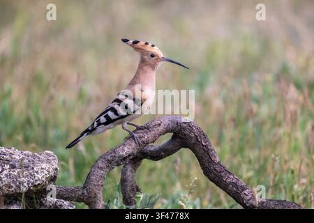 Eurasian hoopoe (Upupa epops) Stock Photo