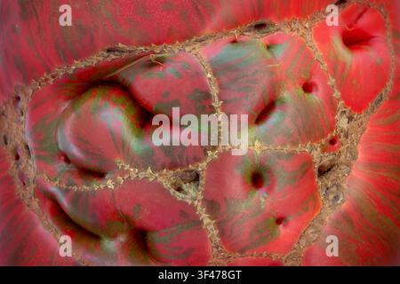 Macro abstract background of an unusually shaped tomato featuring vivid red skin with natural green striping and dramatic organic texture. Ideal for f Stock Photo