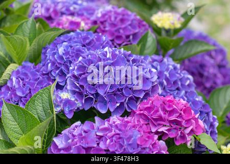 Close-up of pink and blue Hydrangea macrophylla flower heads surrounded by vibrant green leaves. Colorful hortensia blooms create a lush garden compos Stock Photo