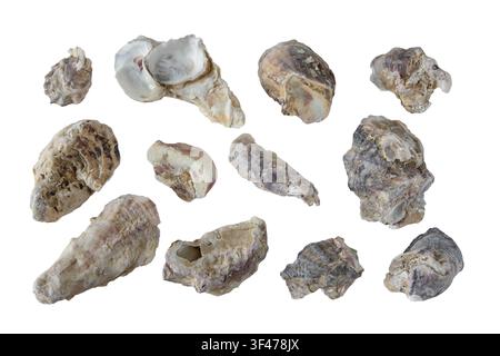Natural collection of sea-worn gray oyster shell fragments found on the beach, isolated on a white background. Ideal for coastal, marine, texture and Stock Photo