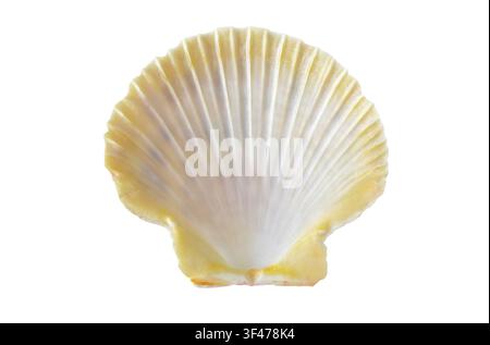 Beautiful empty scallop shell viewed from the inside, displaying natural white and golden yellow tones, isolated on a white background. Ideal for mari Stock Photo
