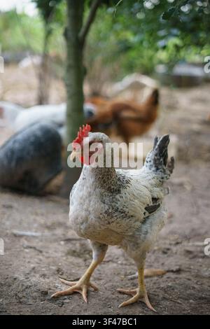 Free-range chickens foraging in a rural backyard farm with trees and natural surroundings. Stock Photo