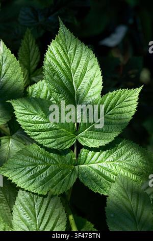 Vibrant green raspberry leaf macro shot under bright sunlight showcasing intricate vein textures and serrated edges against dark moody garden backgrou Stock Photo