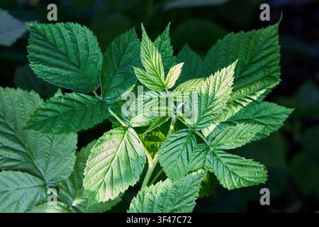 Vibrant green raspberry leaf macro shot under bright sunlight showcasing intricate vein textures and serrated edges against dark moody garden backgrou Stock Photo