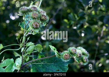 Green burdock plant arctium lappa shows clusters of thorny round flower heads with hooked bracts growing on wild stems among lush leaves in bright nat Stock Photo