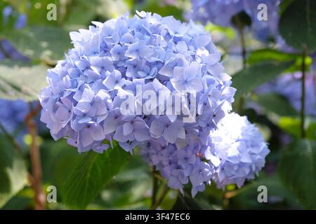 Lilac and blue mophead hydrangea macrophylla endless summer series, ‘Bailmer’ in flower. .. Stock Photo
