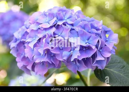 Lilac and blue mophead hydrangea macrophylla endless summer series, ‘Bailmer’ in flower. .. Stock Photo