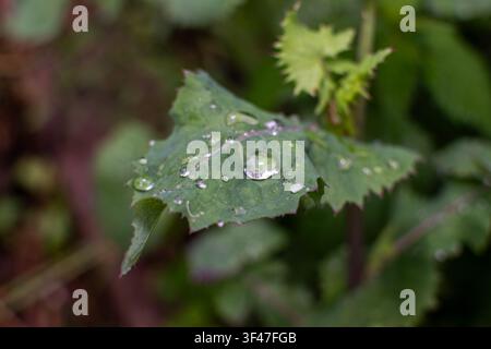 Dew drops on a green leaf after rain Stock Photo