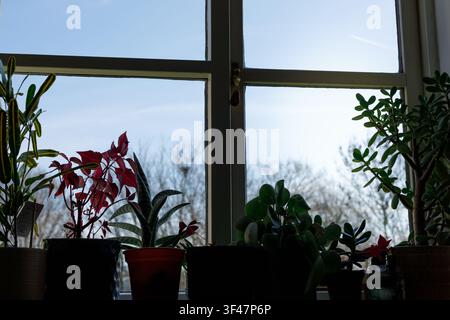 Potted houseplants on a sunny windowsill, bathed in soft natural light. A fresh, calming interior scene celebrating indoor gardening and wellbeing. Stock Photo