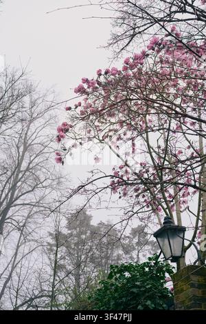 Pink magnolia tree in misty Hampstead Village, photographed in soft early morning light. An atmospheric spring landscape with ethereal, muted tones. Stock Photo