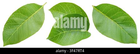 Set of green young walnut leaves isolated on a white background. Clipping path. Stock Photo
