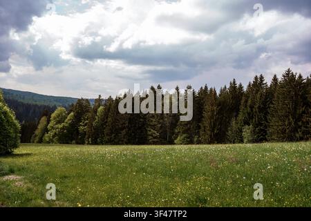 Lush meadow filled with wildflowers next to a dense evergreen forest under a cloudy sky. The natural landscape feels calm and slightly moody Stock Photo