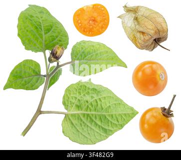 Fresh orange physalis berries with physalis leaves isolated on a white background. Clipping path. Stock Photo