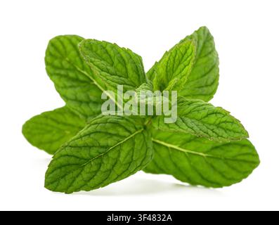 Fresh green mint shoot isolated on a white background. Aromatic culinary herb commonly used for cooking, herbal tea, beverages, natural remedies, and Stock Photo
