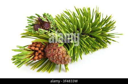 Mugo pine branch with cones  isolated on white background Stock Photo