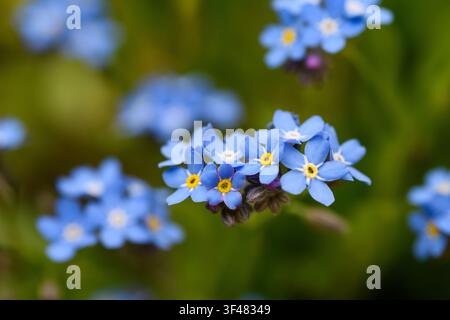 Forget me nots (Myosotis) Flowers in a meadow Stock Photo