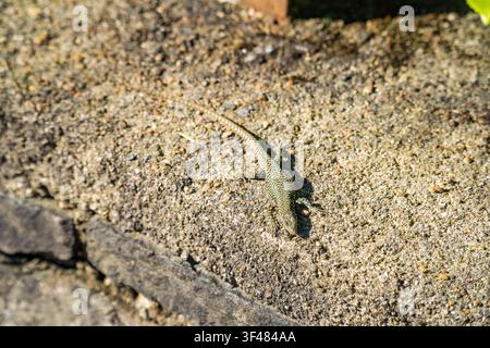 Small wall lizard basking on stone pavement in Caslano, Switzerland Stock Photo