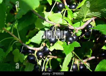 Blackcurrants Growing on Bush in Garden Ribes nigrum Stock Photo