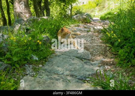 Relaxed ginger tabby cat lying on rocky path surrounded by green grass and wildflowers in peaceful natural outdoor setting. Stock Photo