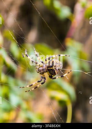 Detailed macro photograph showcases European garden spider resting on intricate web. Stock Photo