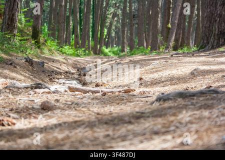A dirt path winding through a dense forest. Tall trees surround the area, with sunlight filtering through the leaves. The ground is uneven and natural Stock Photo
