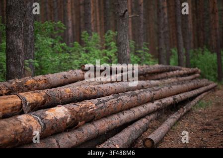Stacked pine logs resting along a woodland path after timber harvest, showing rough bark textures and fresh cut ends in a quiet forest setting. Stock Photo
