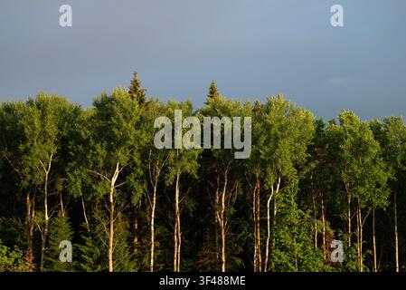 Sunlit deciduous treeline with lush green foliage and tall trunks, glowing in golden light beneath a dark, stormy sky, creating a dramatic summer natu Stock Photo