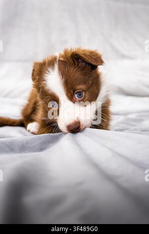 Adorable border collie puppy with blue eyes resting on a soft bed, looking at the camera in natural light. Cozy indoor pet care concept with copy spac Stock Photo