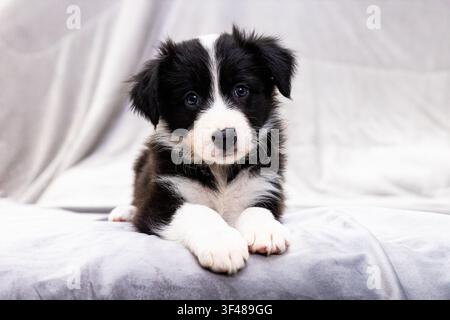 Adorable border collie puppy lying on a soft blanket in a bright studio, looking at the camera. Concept of pet care, adoption, puppy training, and coz Stock Photo