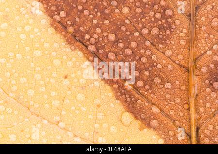 Macro photograph of raindrops on the underside of a tulip tree (Liriodendron tulipfera) leaf in Autumn Stock Photo