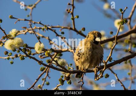A single Sociable weaver perched on the thorny branches of a Camel thorn tree, covered in the fluffy yellowish white blossoms Stock Photo