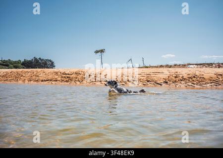 Playful dog swims in calm, shallow sea water near a sandy beach under clear blue sky, enjoying a summer day outdoors with wide horizon. Stock Photo