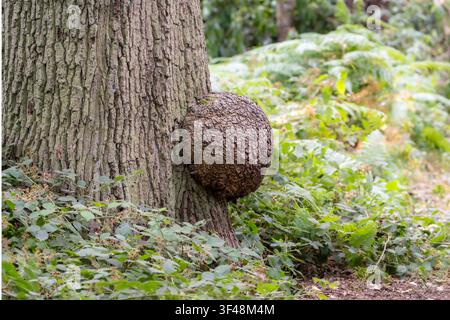 Giant carbuncle, tree carbuncle or burr knot, on a tree at Clumber Park, Nottinghamshire, UK Stock Photo