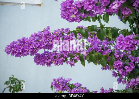 Close-up of vibrant purple bougainvillea flowers with lush green leaves against a plain light-colored wall, showcasing the natural beauty and detail o Stock Photo