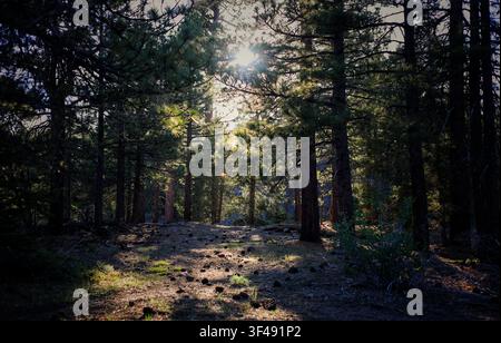 Sunlight Filtering Through Dense Pine Forest onto Pinecone-Scattered Ground Stock Photo