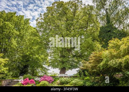 Old linden tree in the Hofgarten of Freising, Upper Bavaria, Bavaria, Germany Stock Photo