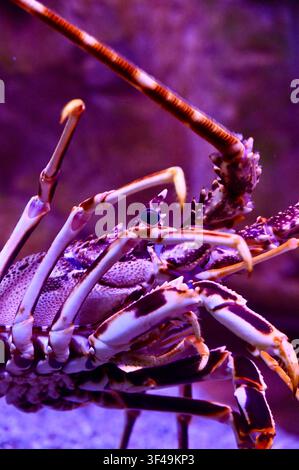 A macro close-up shot of a spiny lobster showing detailed shell patterns, eyes, legs, and long antennae illuminated under dramatic purple and blue lighting in an aquarium. Stock Photo