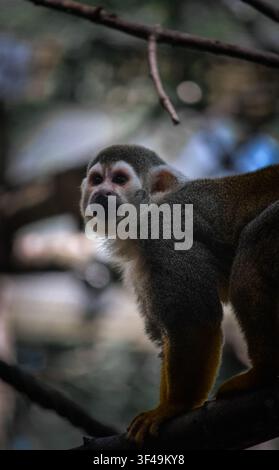 Common Squirrel Monkey (Saimiri sciureus) Perched on Tree Branch Looking Toward Camera, Close-Up Wildlife Portrait Stock Photo