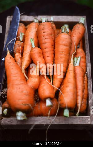 Organic carrots piled in wooden box on dark rustic table. Local farm vegetables, clean eating and seasonal harvest concept Stock Photo