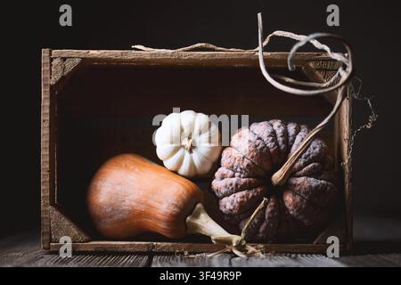 Autumn composition with three different pumpkins on wooden table on dark background close up. Food photography Stock Photo