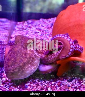 Macro photograph of an octopus highlighting its detailed tentacles, suction cups, textured skin, and yellow eye. Shot under striking purple, magenta, and red ambient underwater lighting. High-contrast marine life portrait perfect for oceanography themes, aquarium promotion, wildlife content, and modern aesthetic designs. Stock Photo