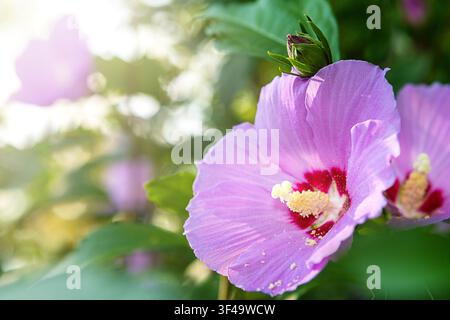 Close-up of a pink hibiscus flower with pollen in a sunlit garden setting Stock Photo