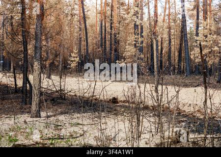 Sandy clearing in fire damaged pine forest after the May 2026 wildfire in Solska Forest, Poland Stock Photo