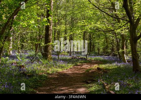 A curving woodland path leads through drifts of wild bluebells beneath a canopy of fresh green spring foliage. Warm sunlight filters through the trees Stock Photo